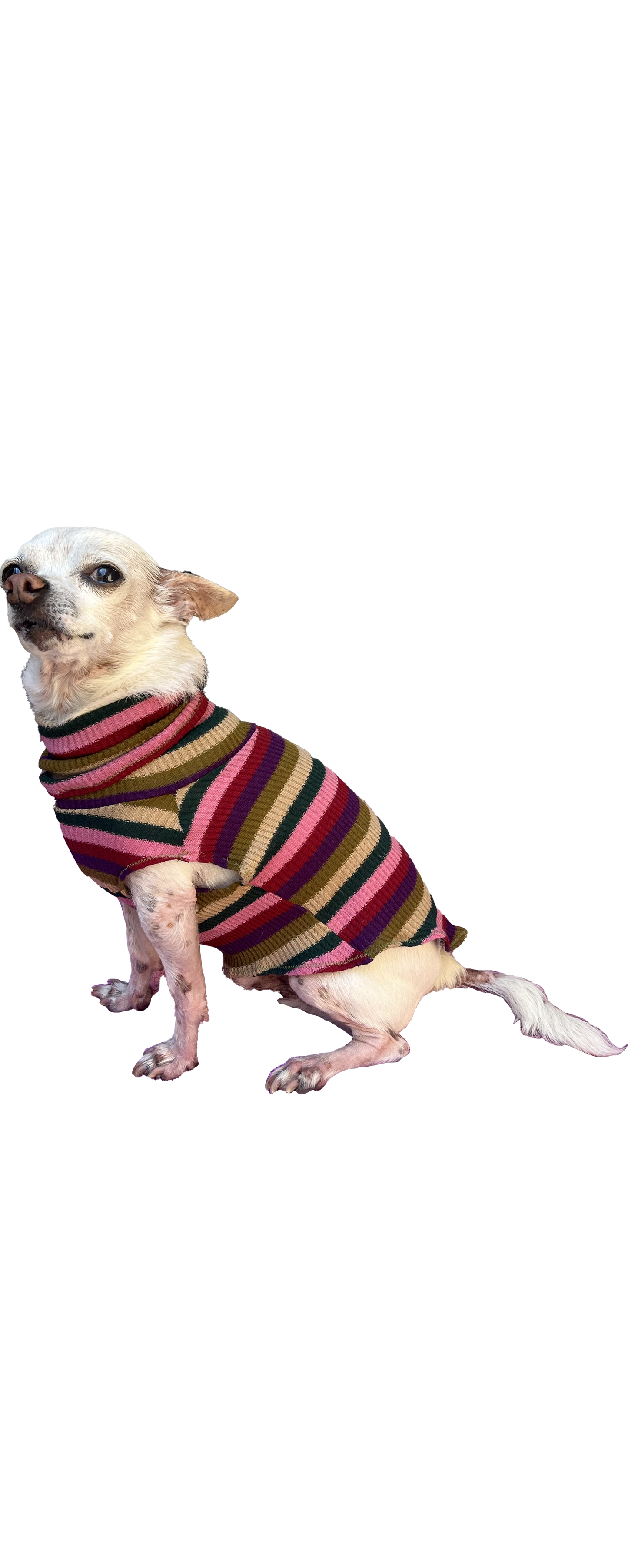 ZOEY dog sweater
