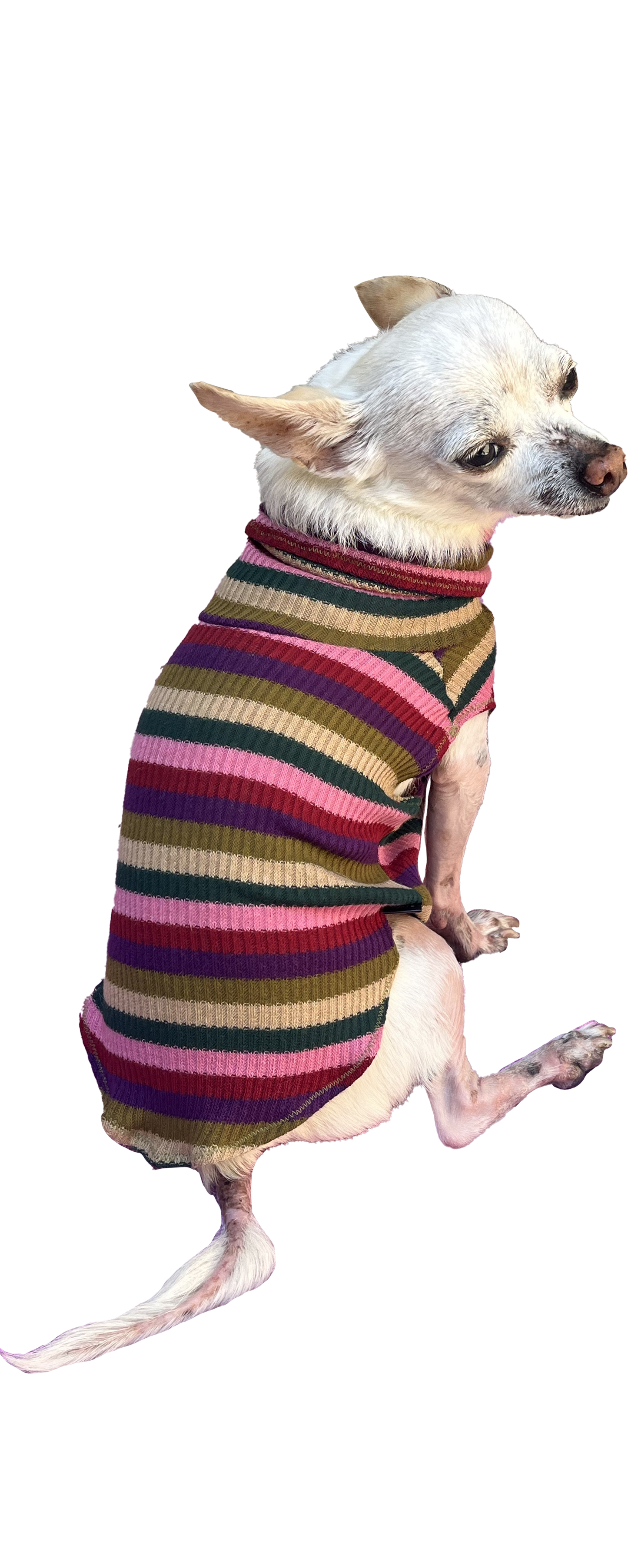 ZOEY dog sweater