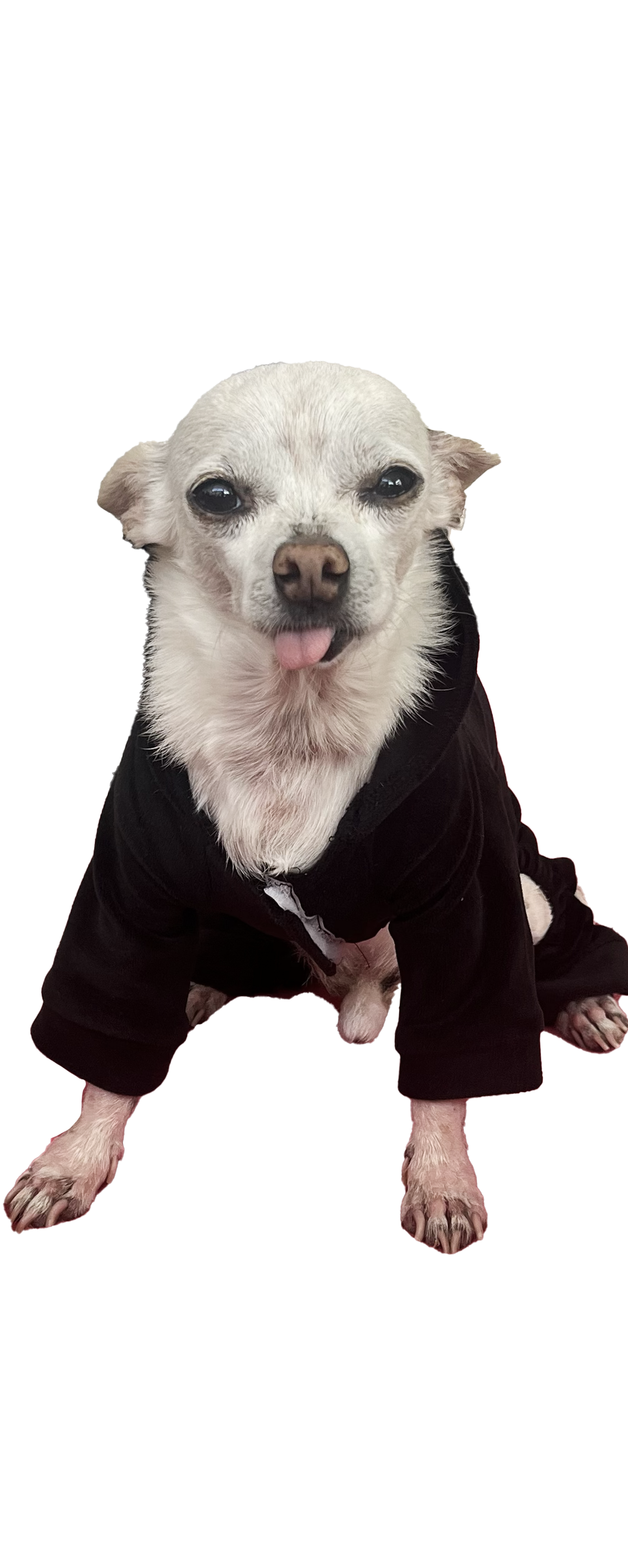 The BONE AMIS Dog Tracksuit- Black