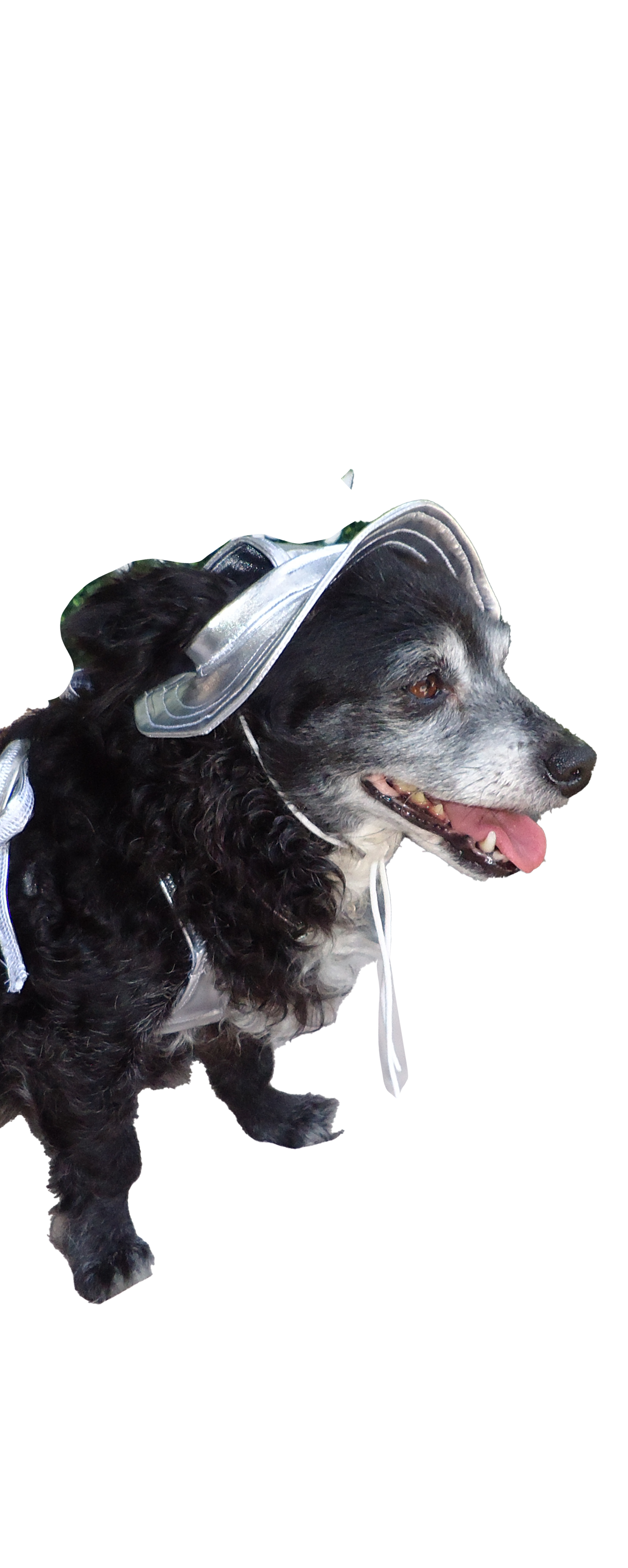 SILVER DOG BUCKET HAT