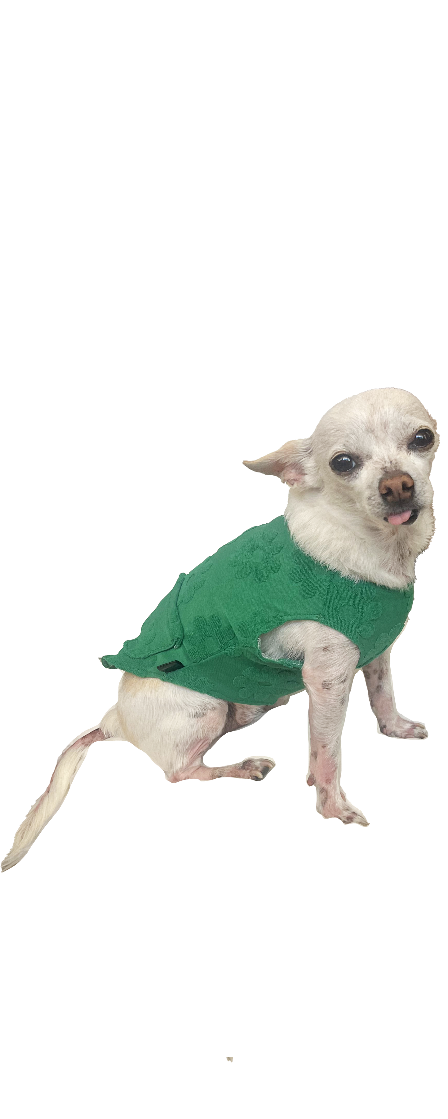 DAISY DOG TANK -  green
