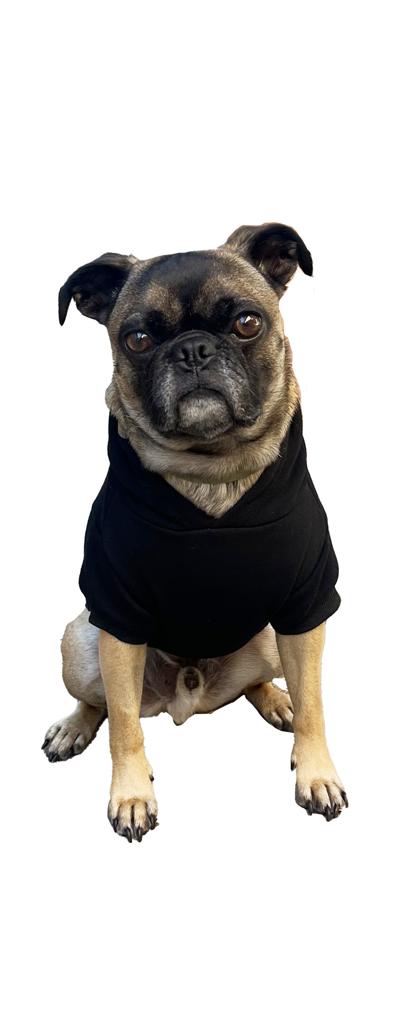 LA Skeleton Sweatshirt- Dog