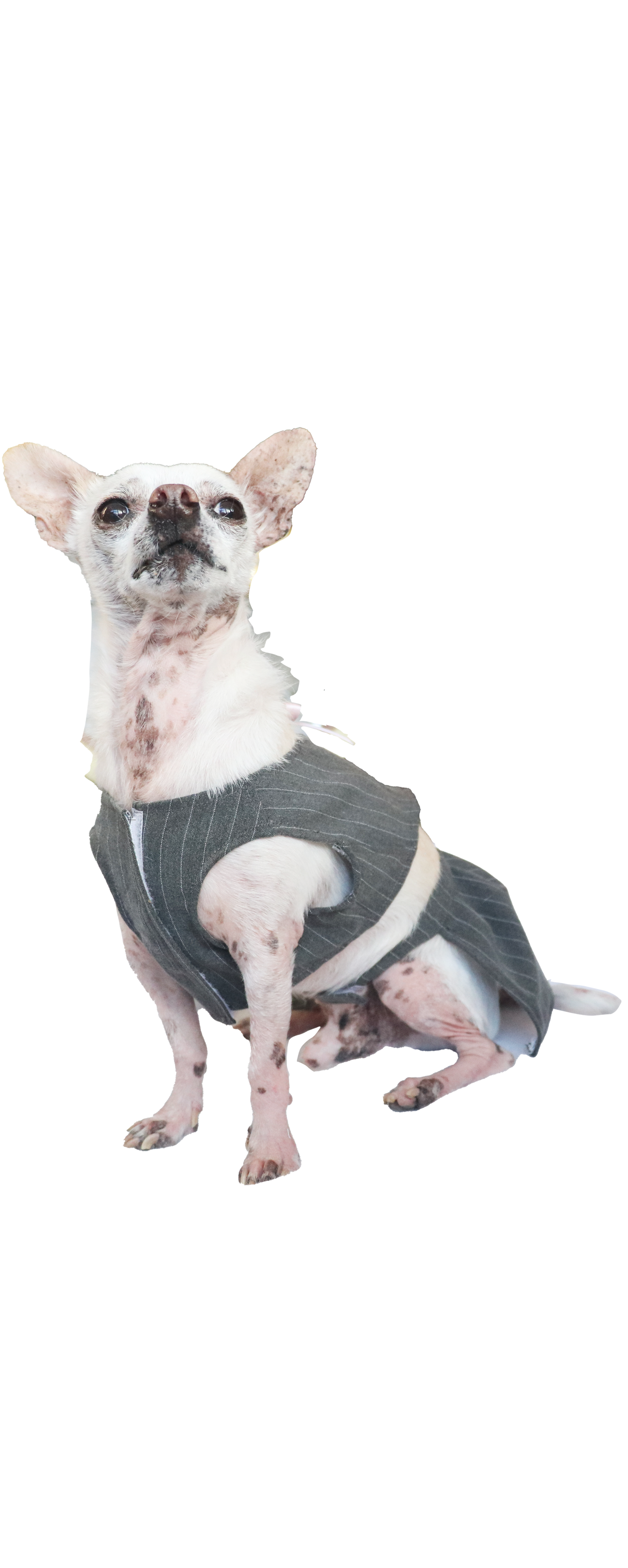 ROXIE DOG SET-Pinstripe