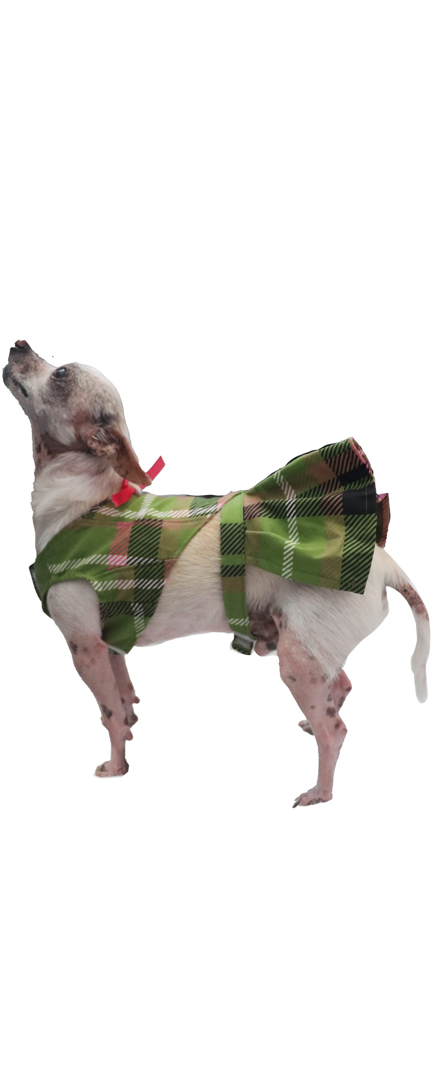 ROXIE DOG SET- Plaid