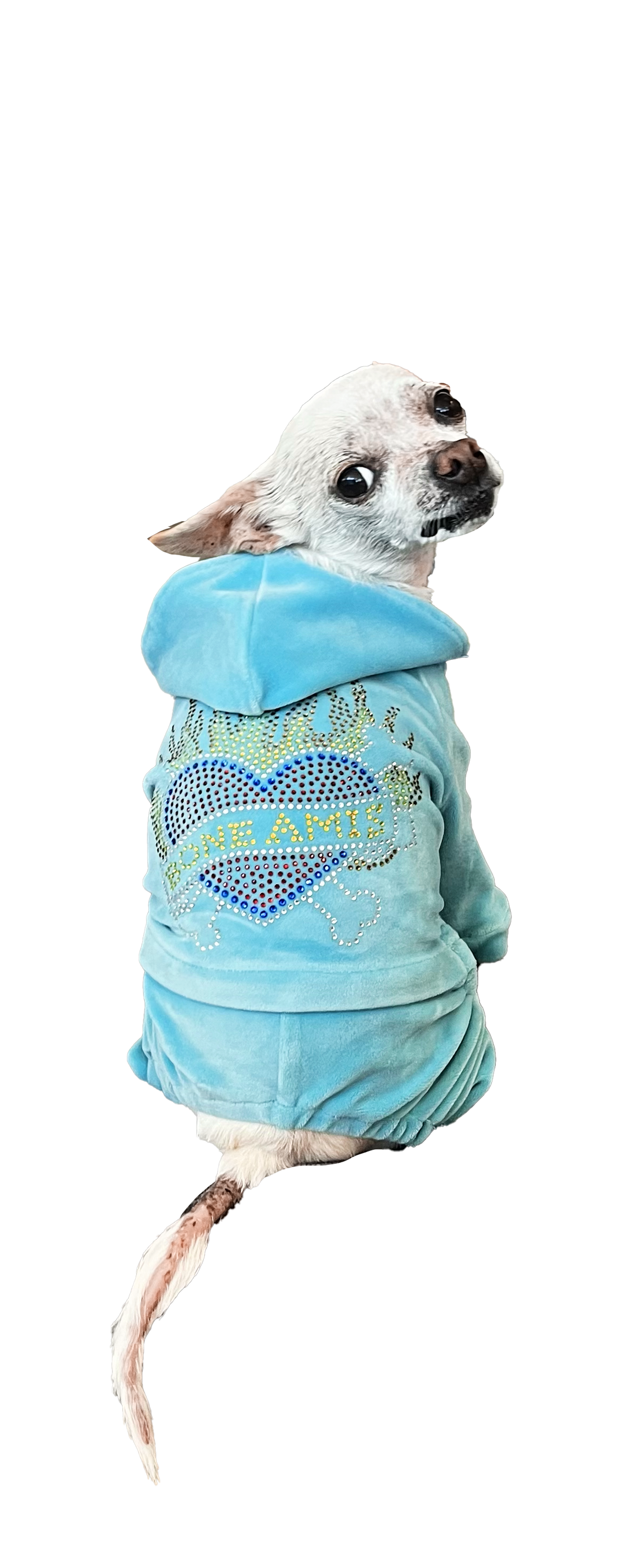 The BONE AMIS Dog Tracksuit- Blue