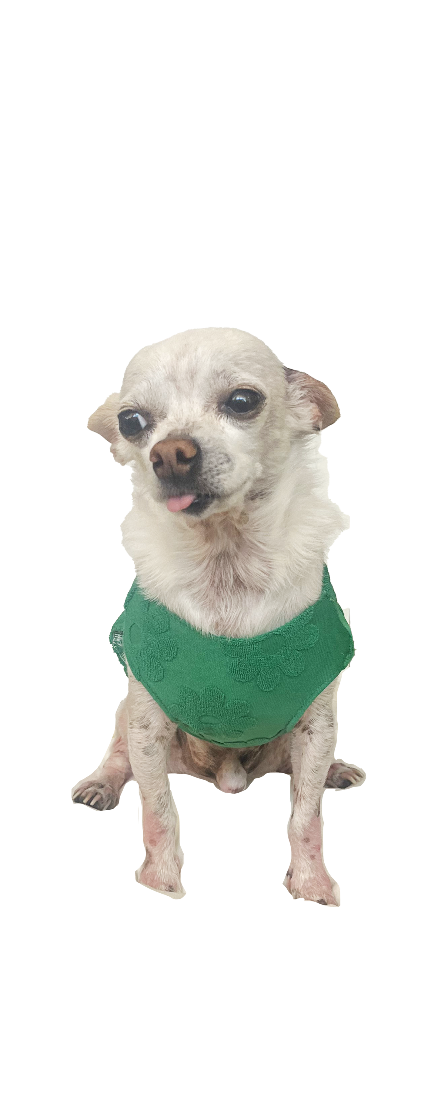 DAISY DOG TANK -  green
