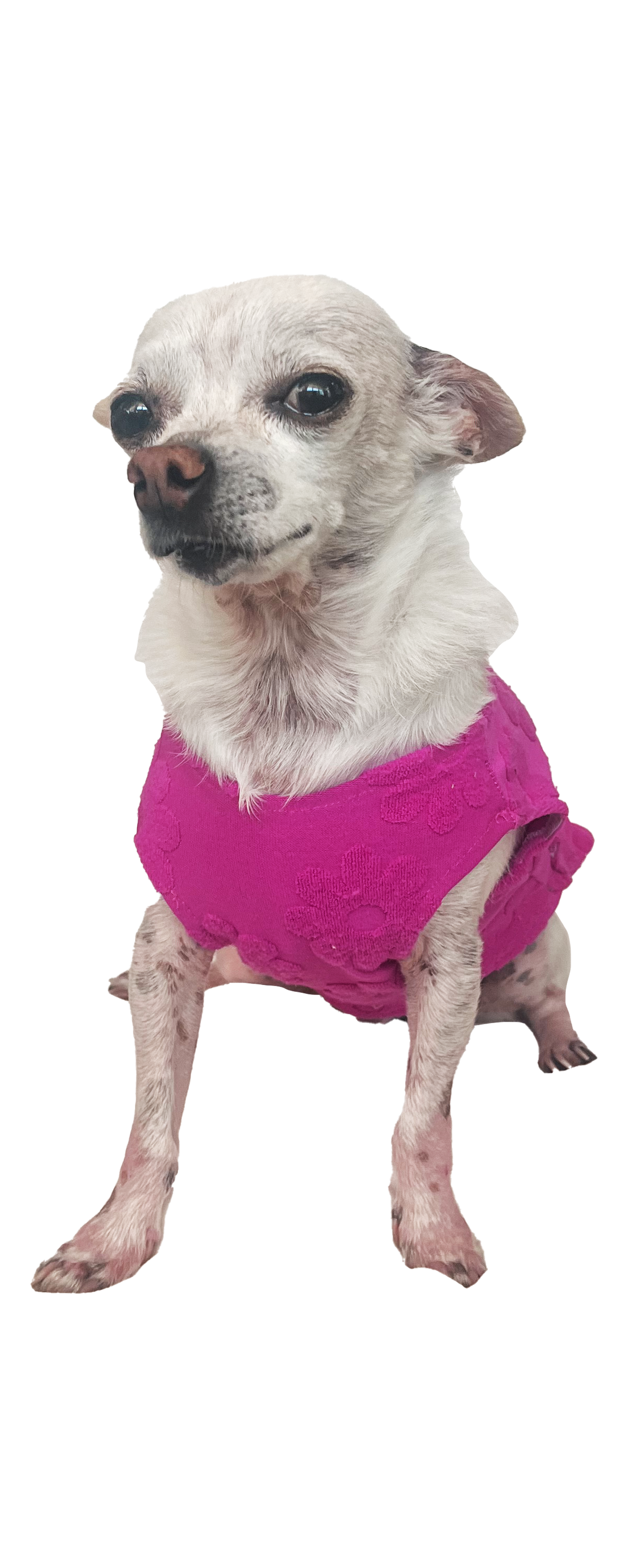 DAISY DOG TANK - pink