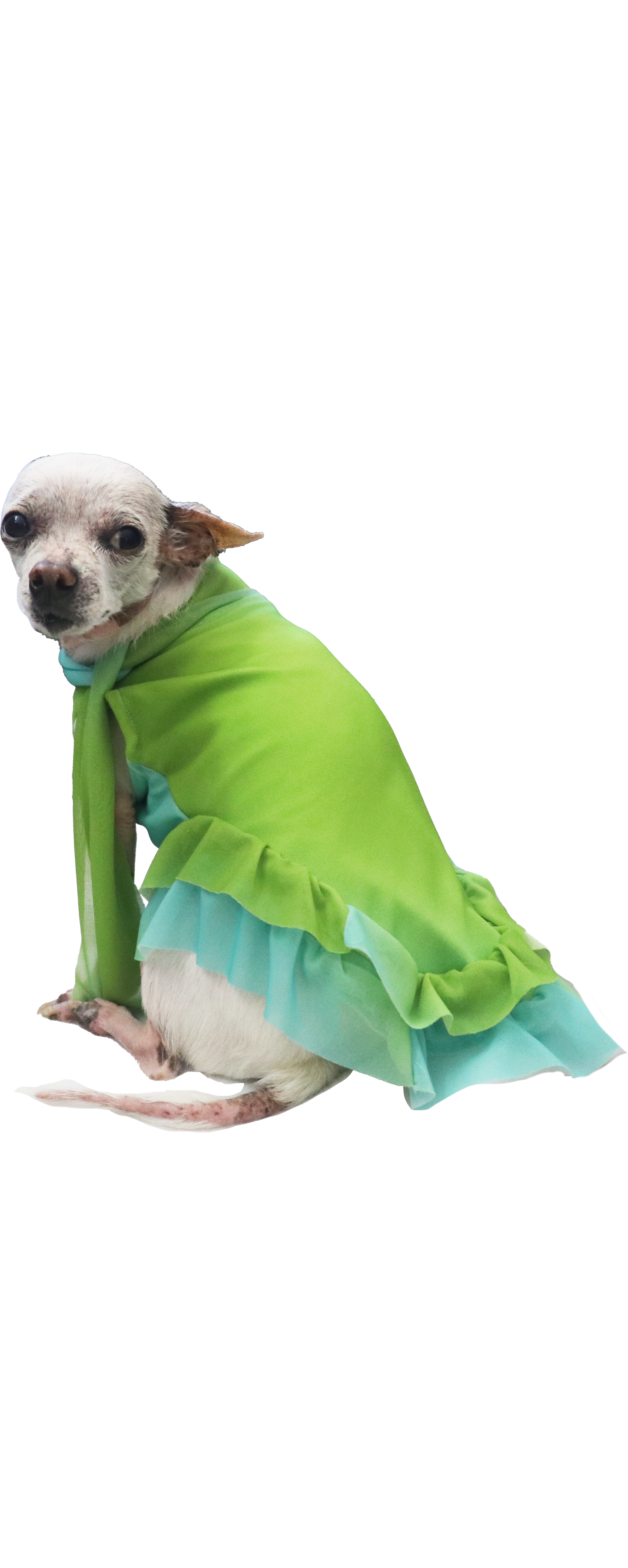 BELLA DOG DRESS- Green