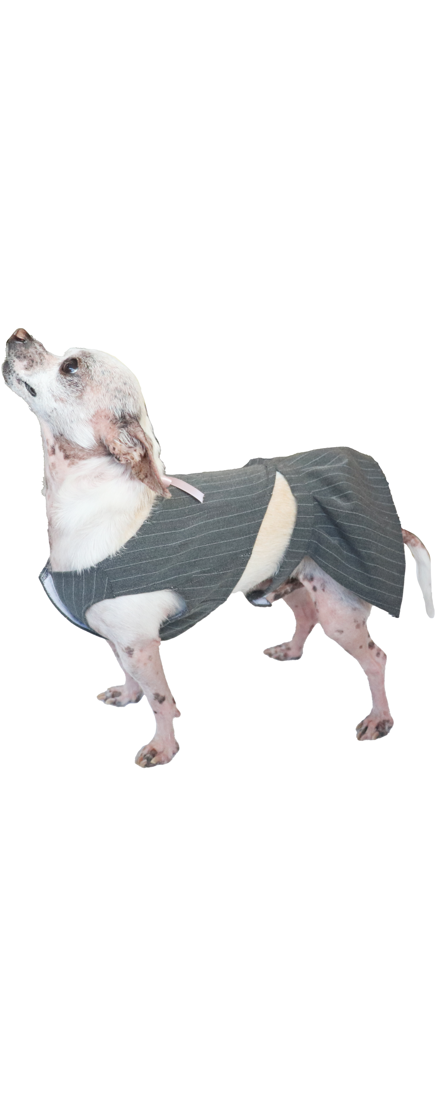 ROXIE DOG SET-Pinstripe
