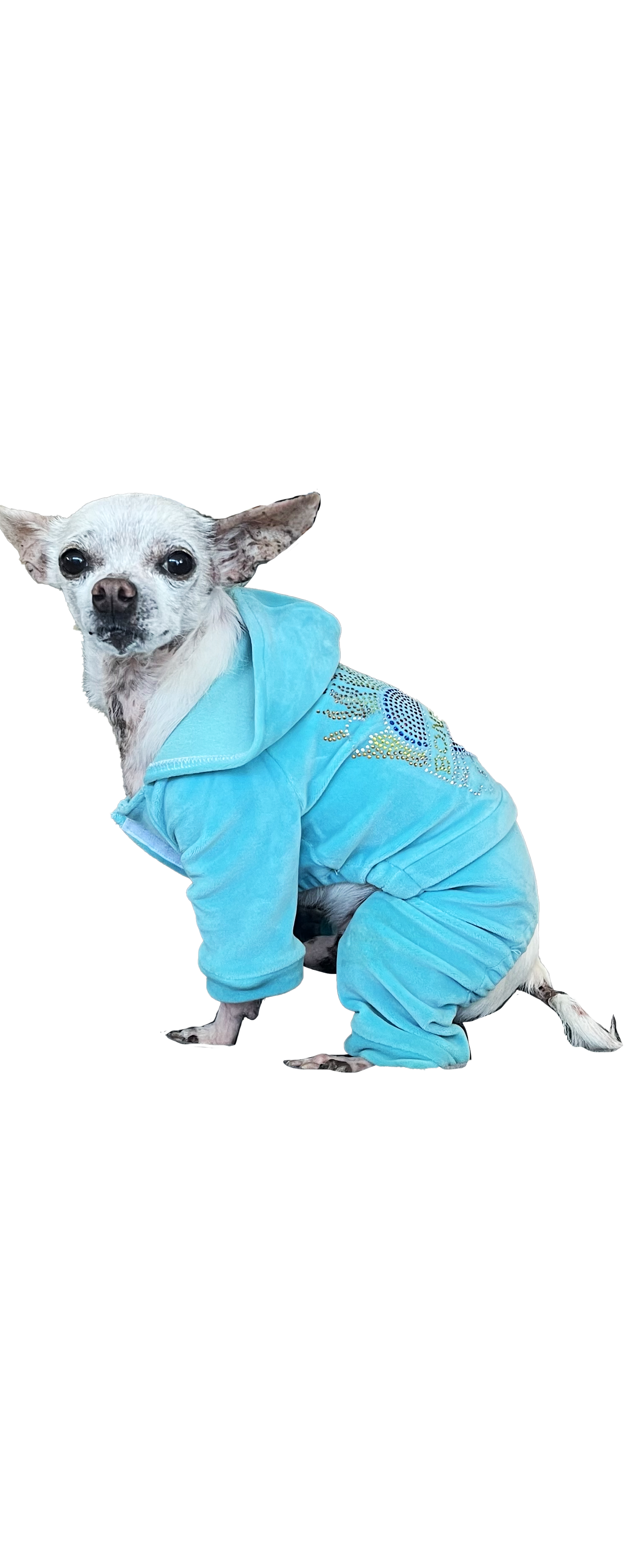 Dog sales in tracksuit