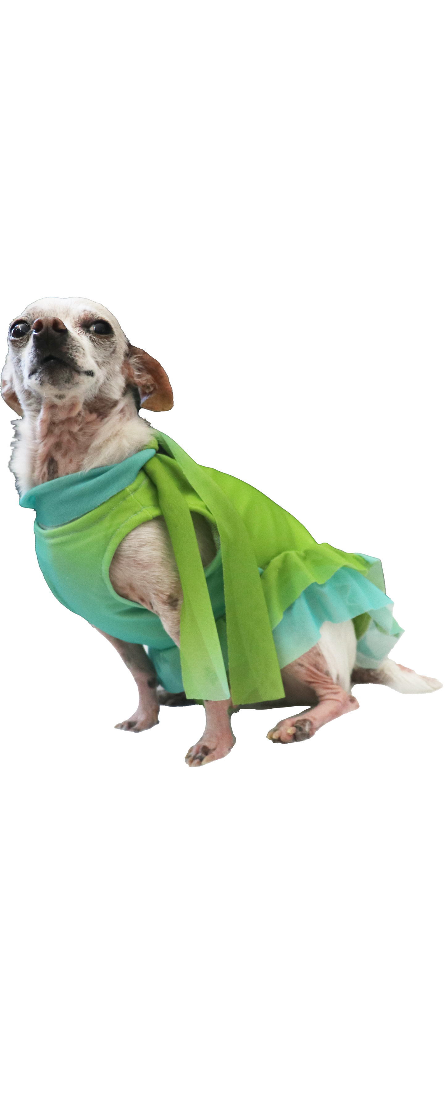 BELLA DOG DRESS- Green